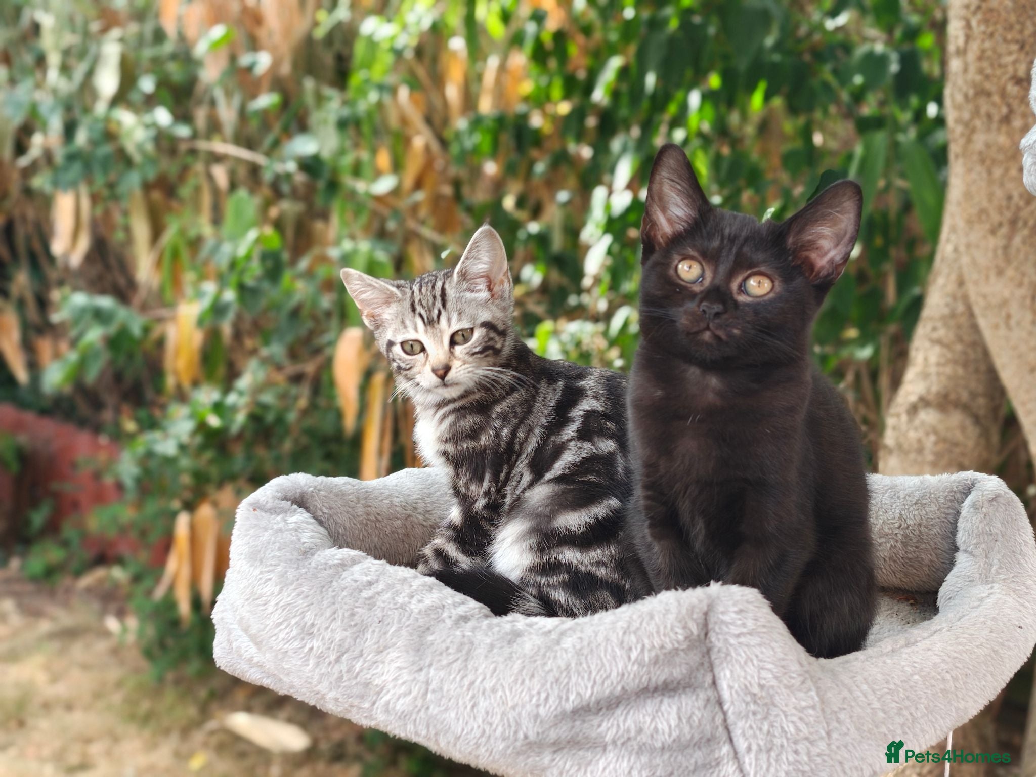 Mixed Breed cats Bengal Marble & British Shorthair  - Advert 1