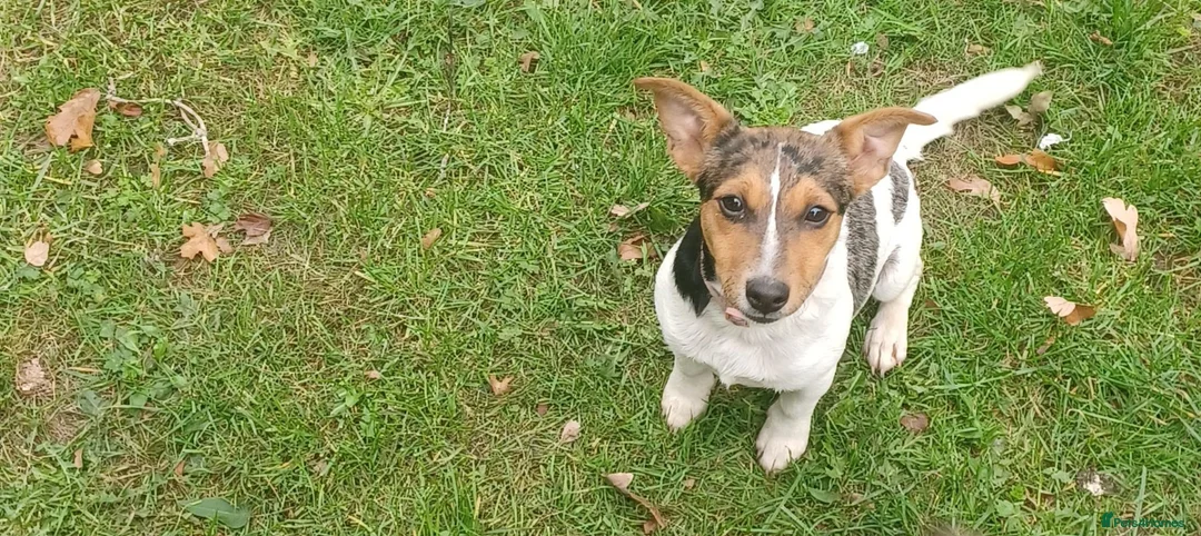 Jack Russell dogs for sale: Sad sale of sienna our beautiful merl jackrussel  in Beaminster - Advert 1