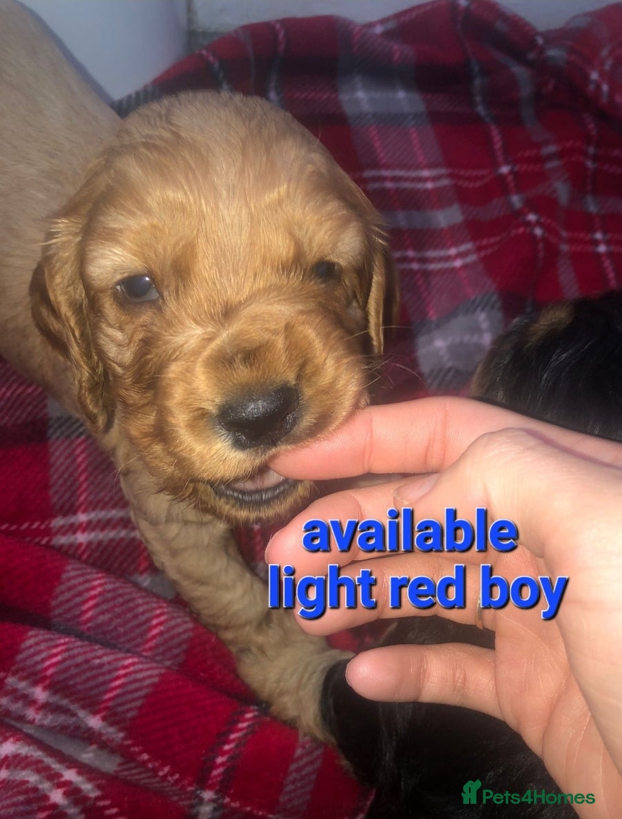 Cocker Spaniel dogs Cocker Spaniel puppies  - Advert 5