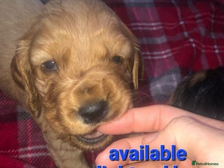 Cocker Spaniel dogs Cocker Spaniel puppies - Advert 1