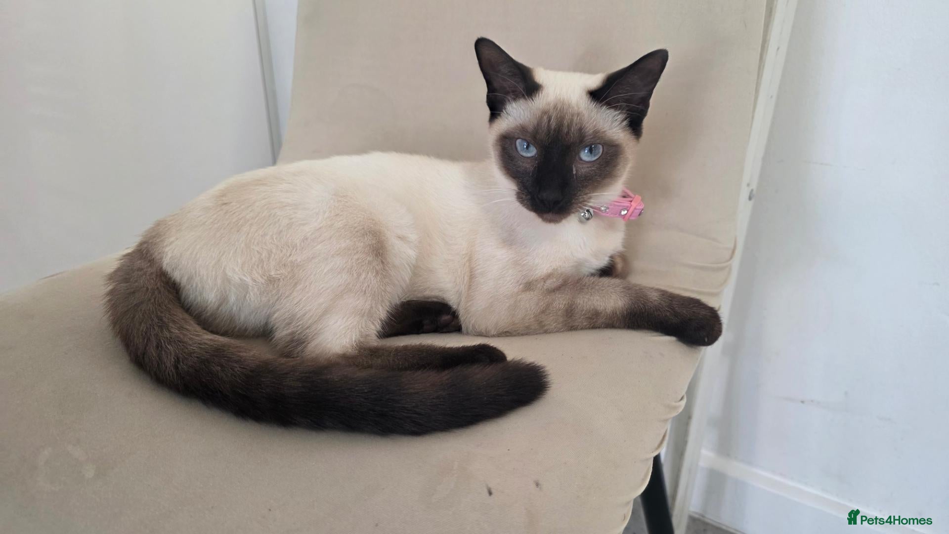 Siamese cats 8 month old confident siamese  - Advert 13