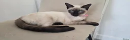Siamese cats for sale: 8 month old confident siamese  in Southampton - Advert 1