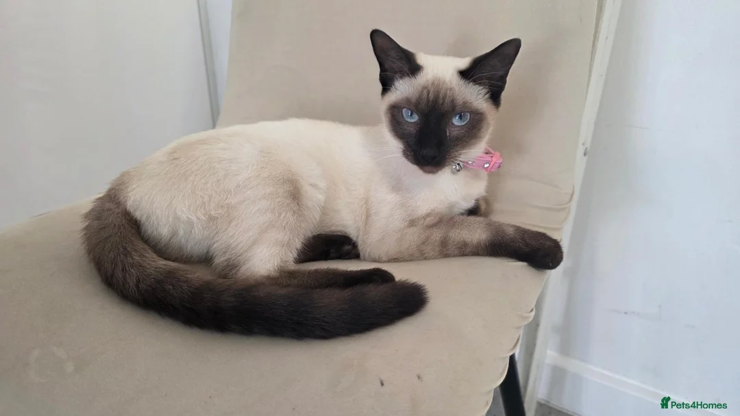 Siamese cats for sale: 8 month old confident siamese  in Southampton - Advert 1