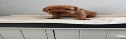 Labrador Retriever dogs for sale: Chunky fox red Labradors  - Advert 31