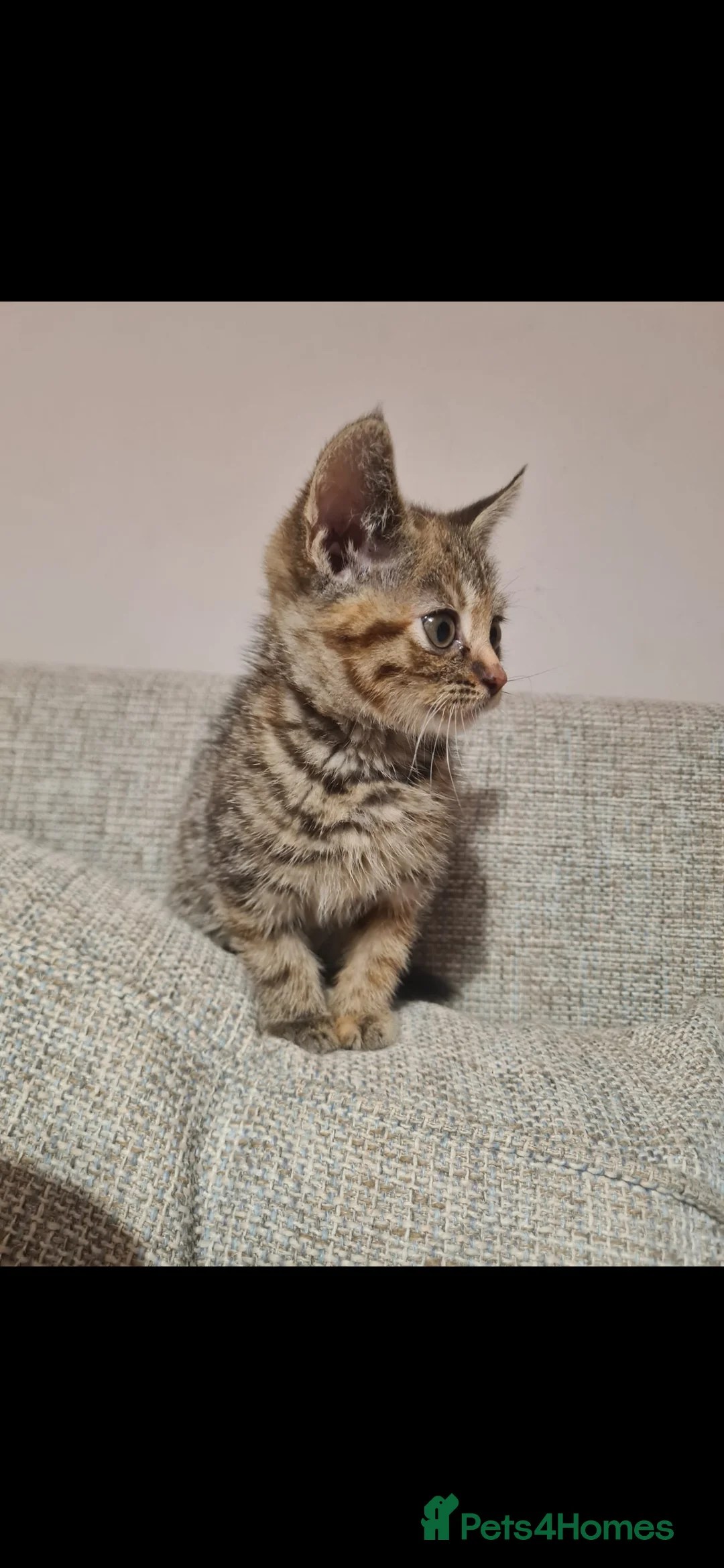 Mixed Breed cats for sale: 10 week old kittens (ready by 5th march) - Advert 11