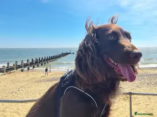 Cocker Spaniel dogs Cocker Spaniel for Stud - Advert 10