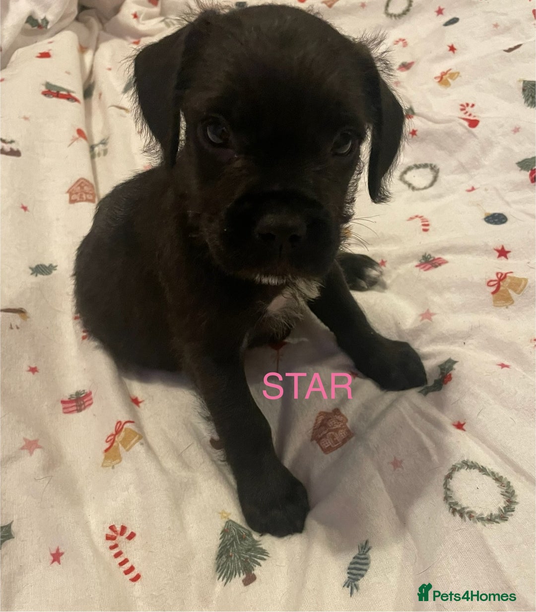 Mixed Breed dogs for sale: READY FOR THERE FOREVER HOMES 1 GIRL & - BOY  - Advert 2