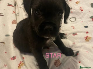 Mixed Breed dogs 1 BEAUT MALE & 1 PRINCESS FEMALE PUPPIES - Advert 10