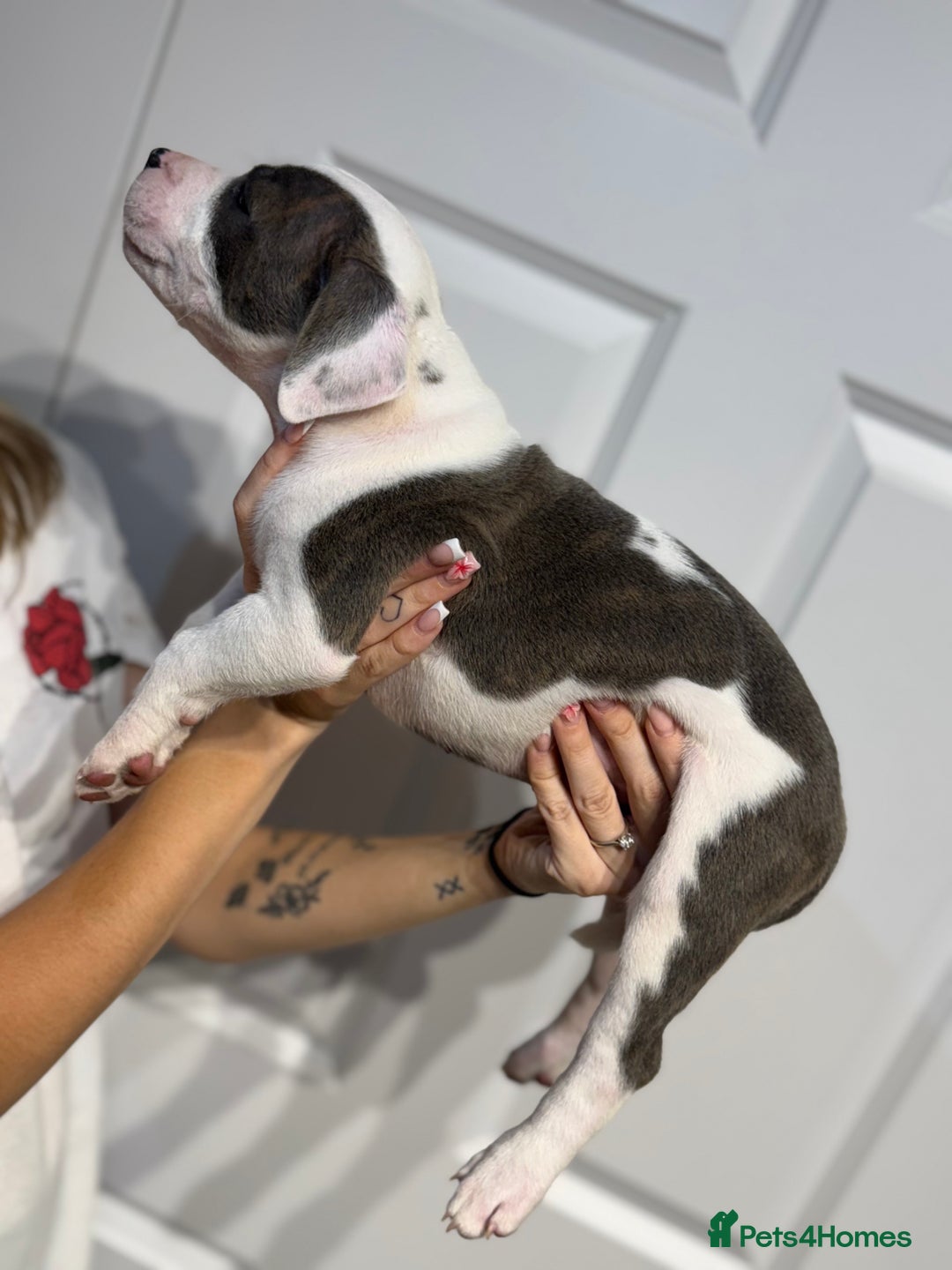 Staffordshire Bull Terrier dogs for sale: Blue Staffordshire bull terrier  - Image 12