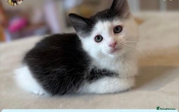 American Shorthair cats for sale: Beautiful boy kitten - Image 2