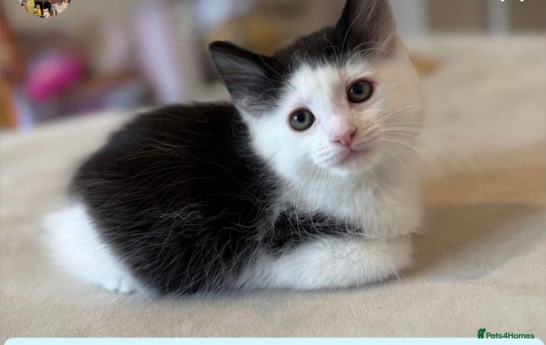 American Shorthair cats for sale: Beautiful boy kitten - Image 2