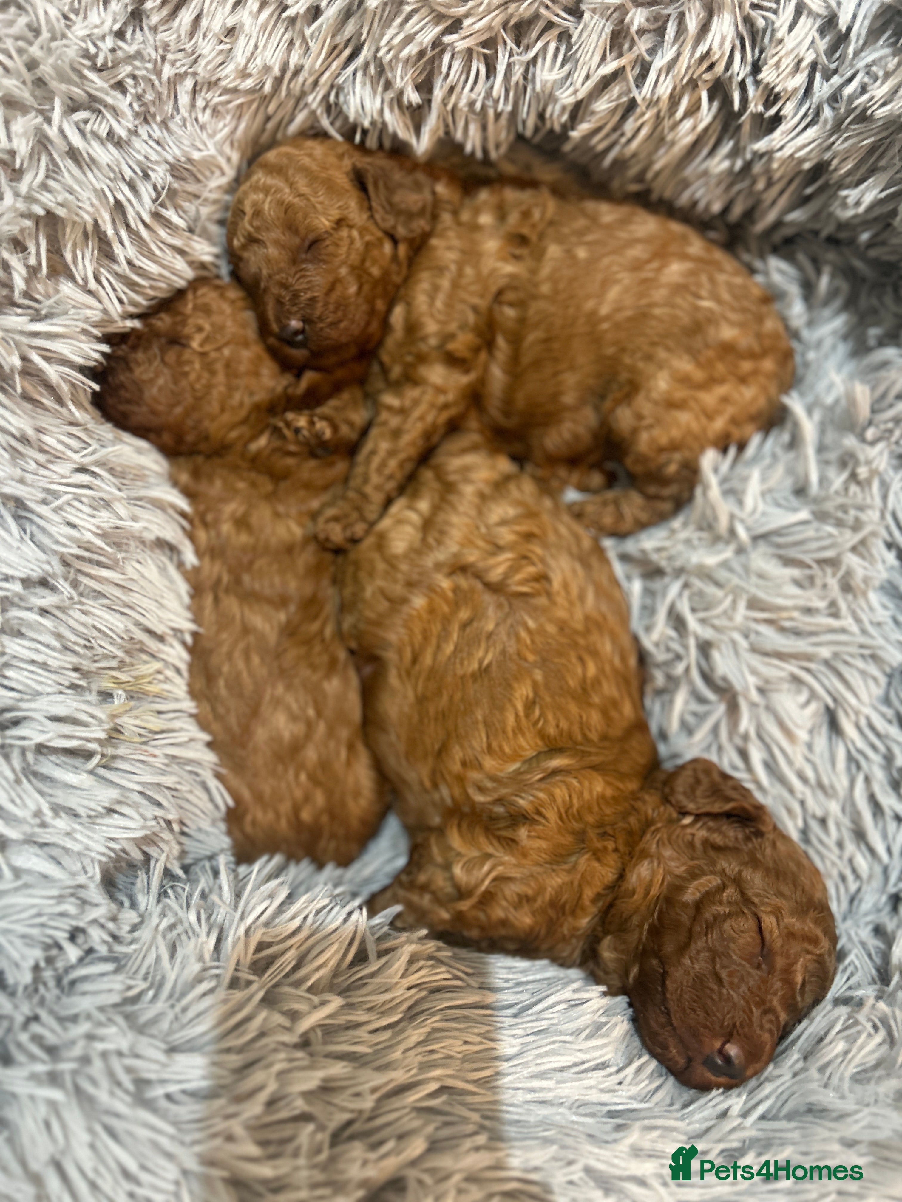 Cockapoo dogs Red f2b Cockapoo Pups  - Advert 1