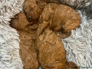 Cockapoo dogs Red f2b Cockapoo Pups - Advert 1