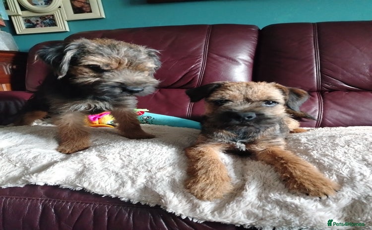 Border Terrier dogs - Advert 2