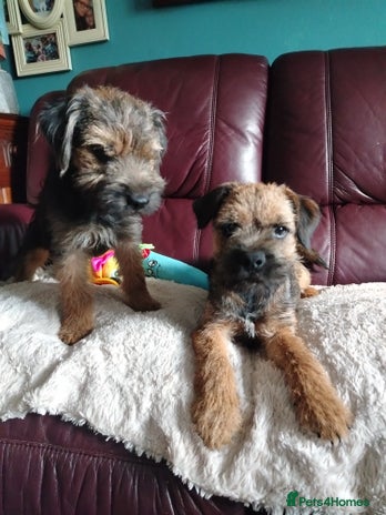 Border Terrier dogs - Advert 2