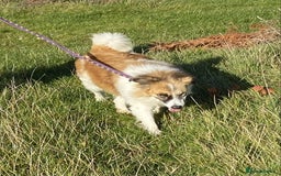 Mixed Breed dogs for adoption: Jessie ❤️ - Advert 9