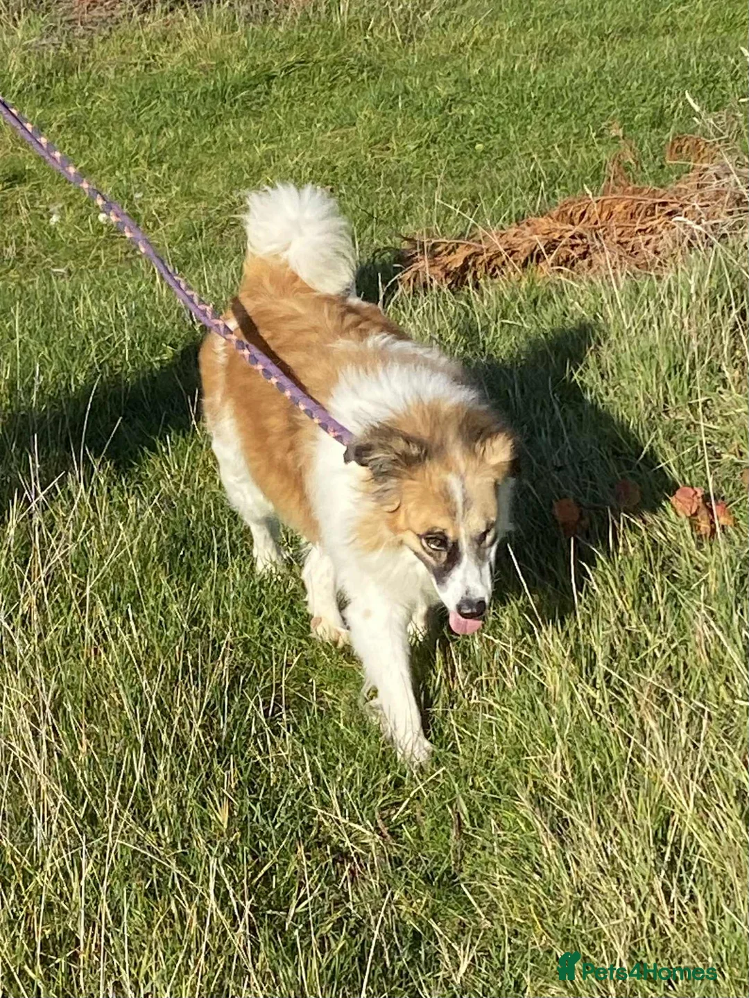 Mixed Breed dogs for adoption: Jessie ❤️ - Advert 9