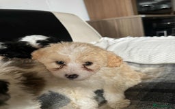 Mixed Breed dogs for sale: Bichon Maltese mix  - Advert 16