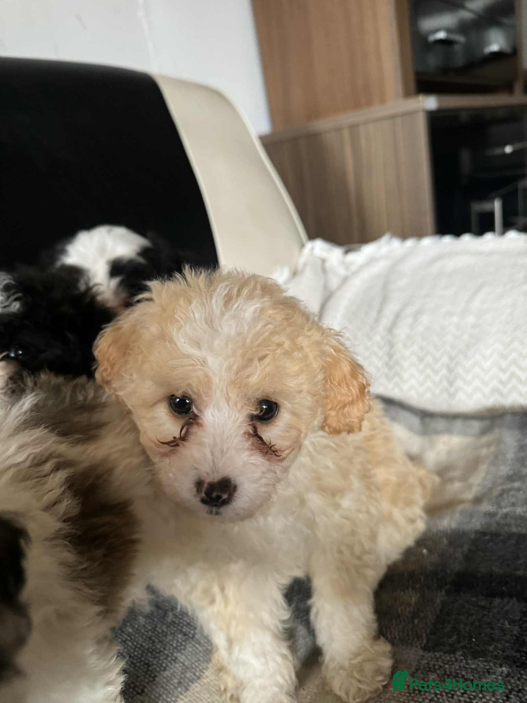 Mixed Breed dogs for sale: Bichon Maltese mix  - Advert 16