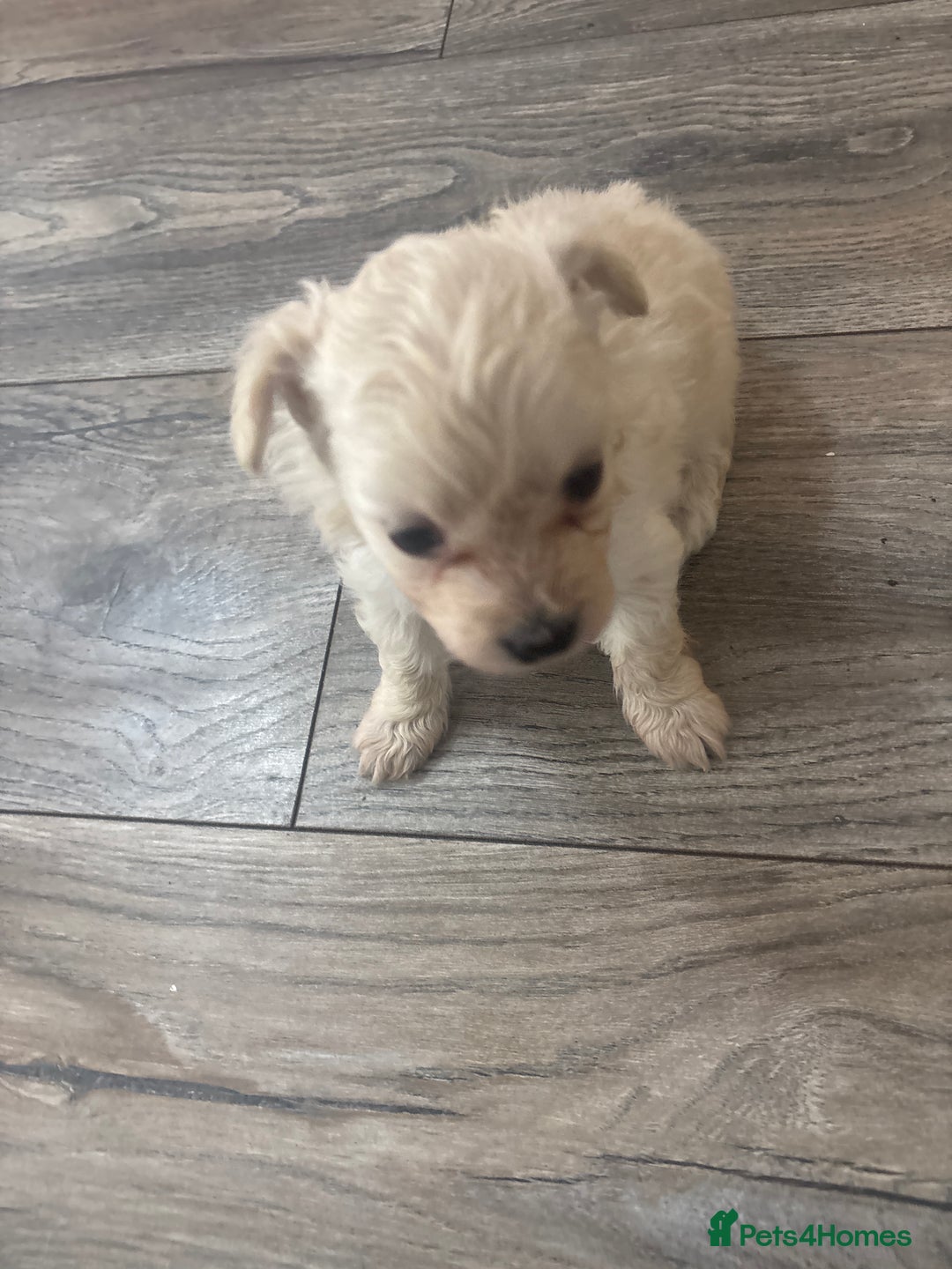 Pomapoo dogs for sale: Stunning Pomapoo puppies  - Advert 10