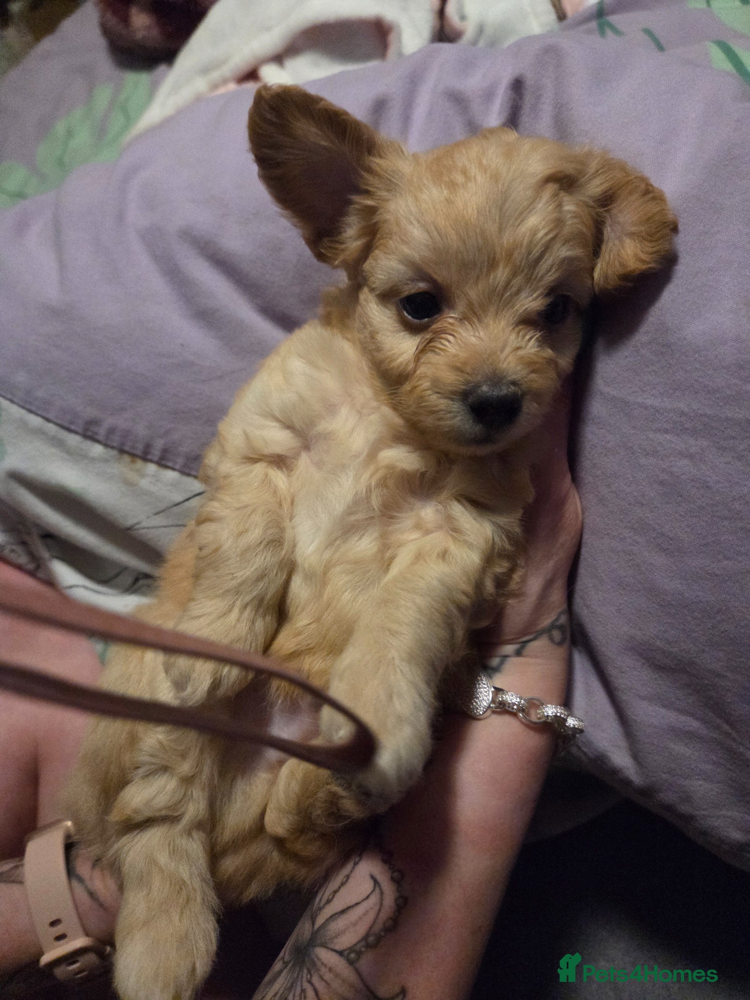 Chipoo dogs  Chihuahua x miniature poodles  - Advert 1