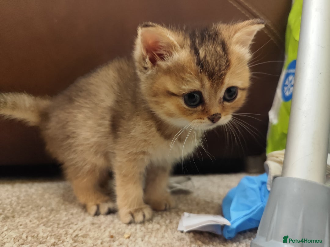British Shorthair cats for sale: Golden British short hair - Image 11