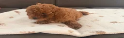 Toy Poodle dogs for sale: Toy poodle x Asian toy poodle  in London - Advert 12