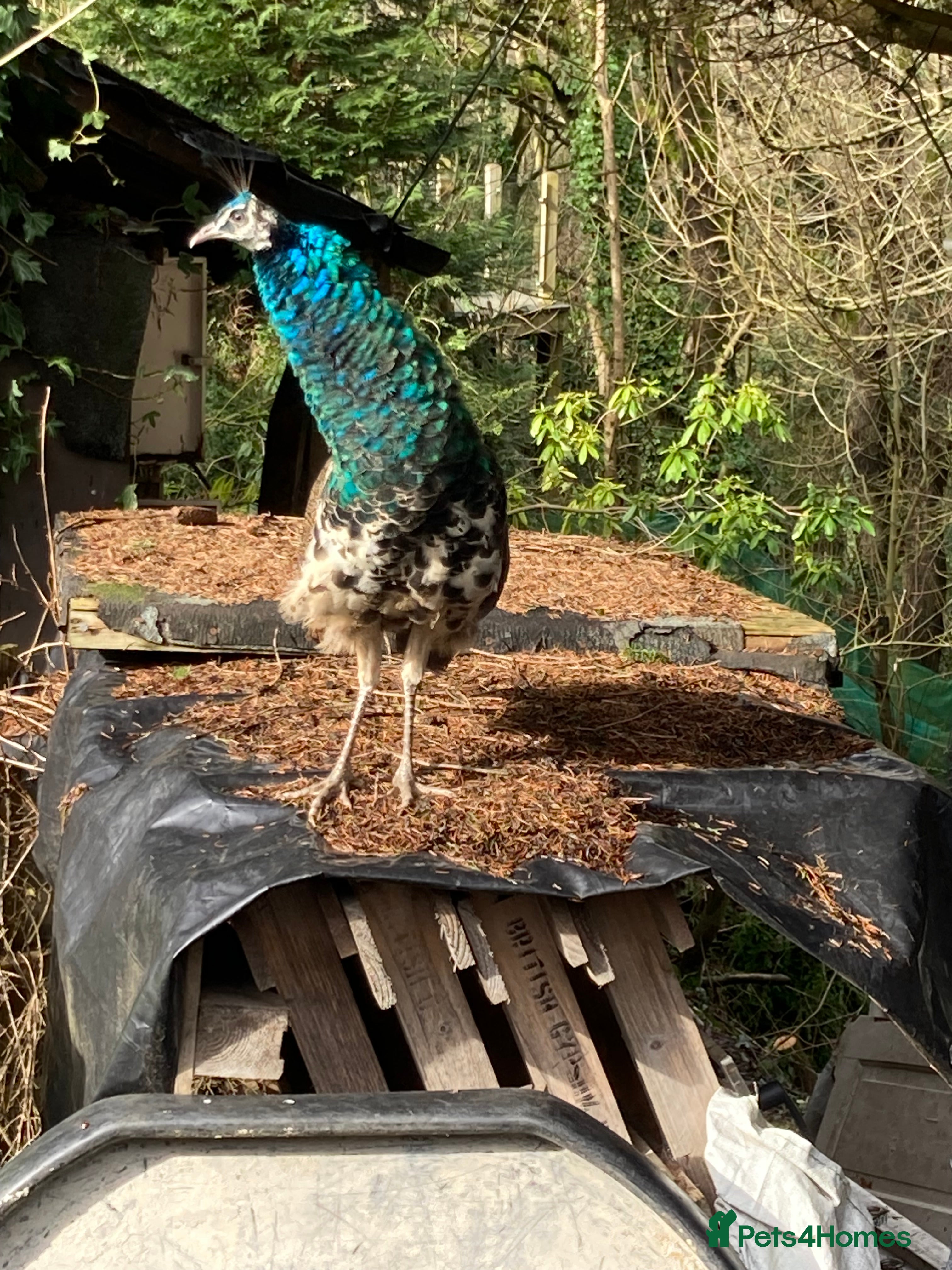 Peafowl poultry 11 month old Peafowl - 4 male 1 female  - Advert 8