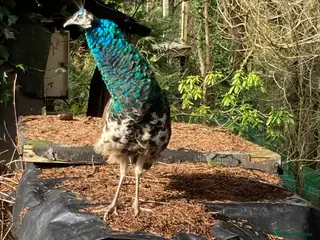 Peafowl poultry 11 month old Peafowl - 4 male 1 female - Advert 8
