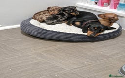 Miniature Dachshund dogs for sale: 3 Fat Little Minature Dacshund Puppies - Image 10