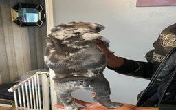 French Bulldog dogs for sale: beautiful frenchies - Image 29