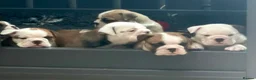 English Bulldog dogs for sale: Stunning red/white kc reg English bulldog puppies  - Advert 27