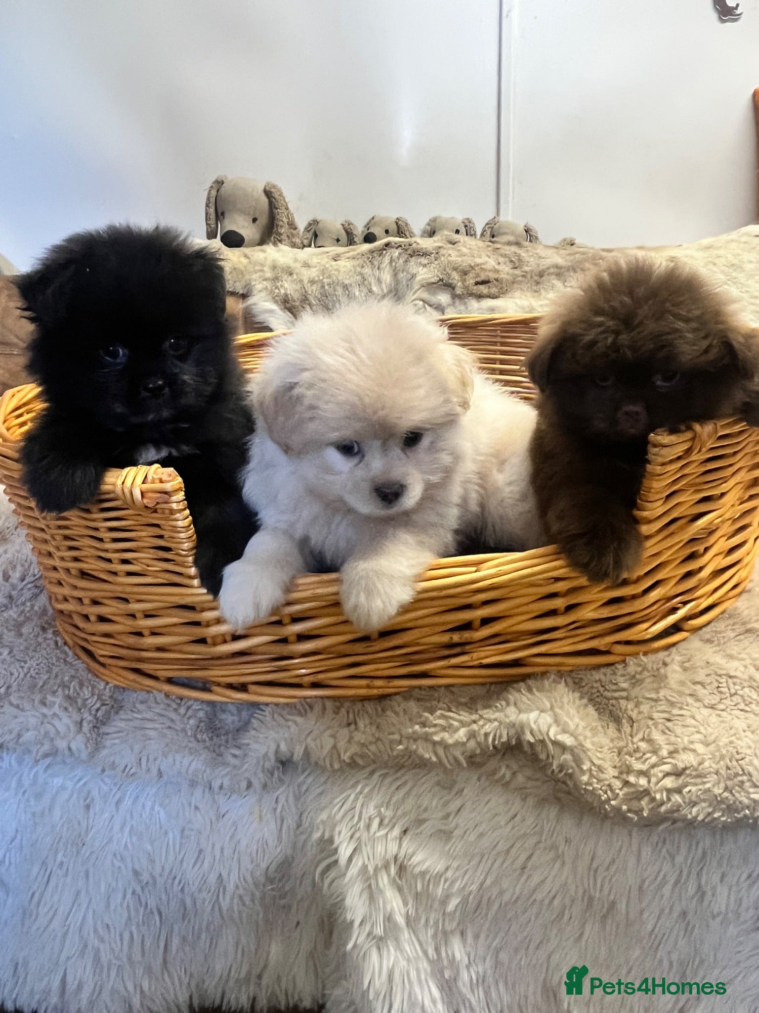 Mixed Breed dogs Pure fluff Balls and Gorgeouse  - Advert 2
