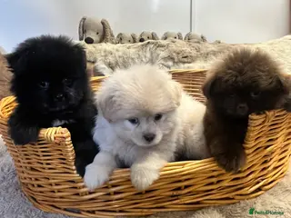 Mixed Breed dogs Pure fluff Balls and Gorgeouse - Advert 2