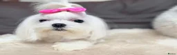 Maltese dogs for sale: Full Korean Female Maltese Age 5 - Advert 18