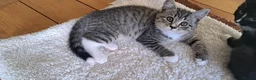 British Shorthair cats for sale: British Shorthair Cross Kittens - Advert 8