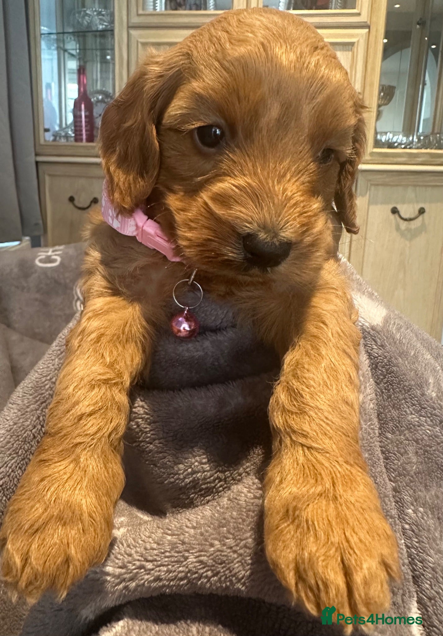 Cockapoo dogs F1b cockapoos fully health tested clear  18 July - Advert 8