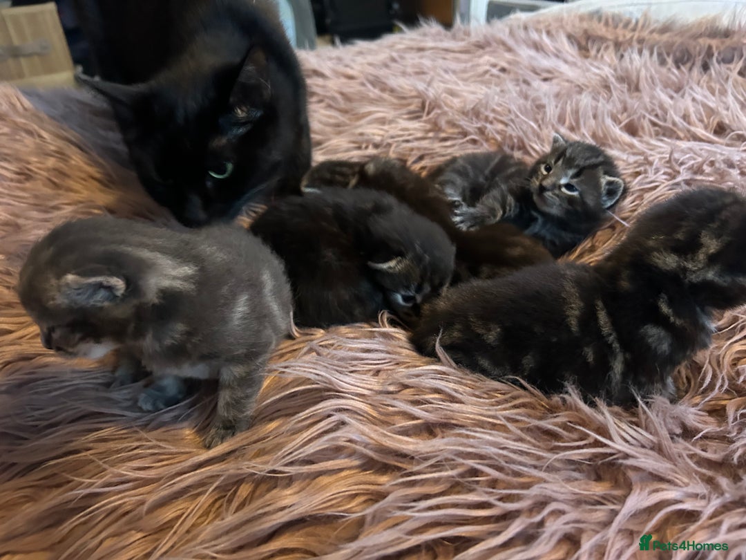 Mixed Breed cats for sale: 4 kittens for sale mixed breed  - Image 6