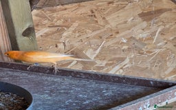 Canaries birds for sale: Canary - Advert 4