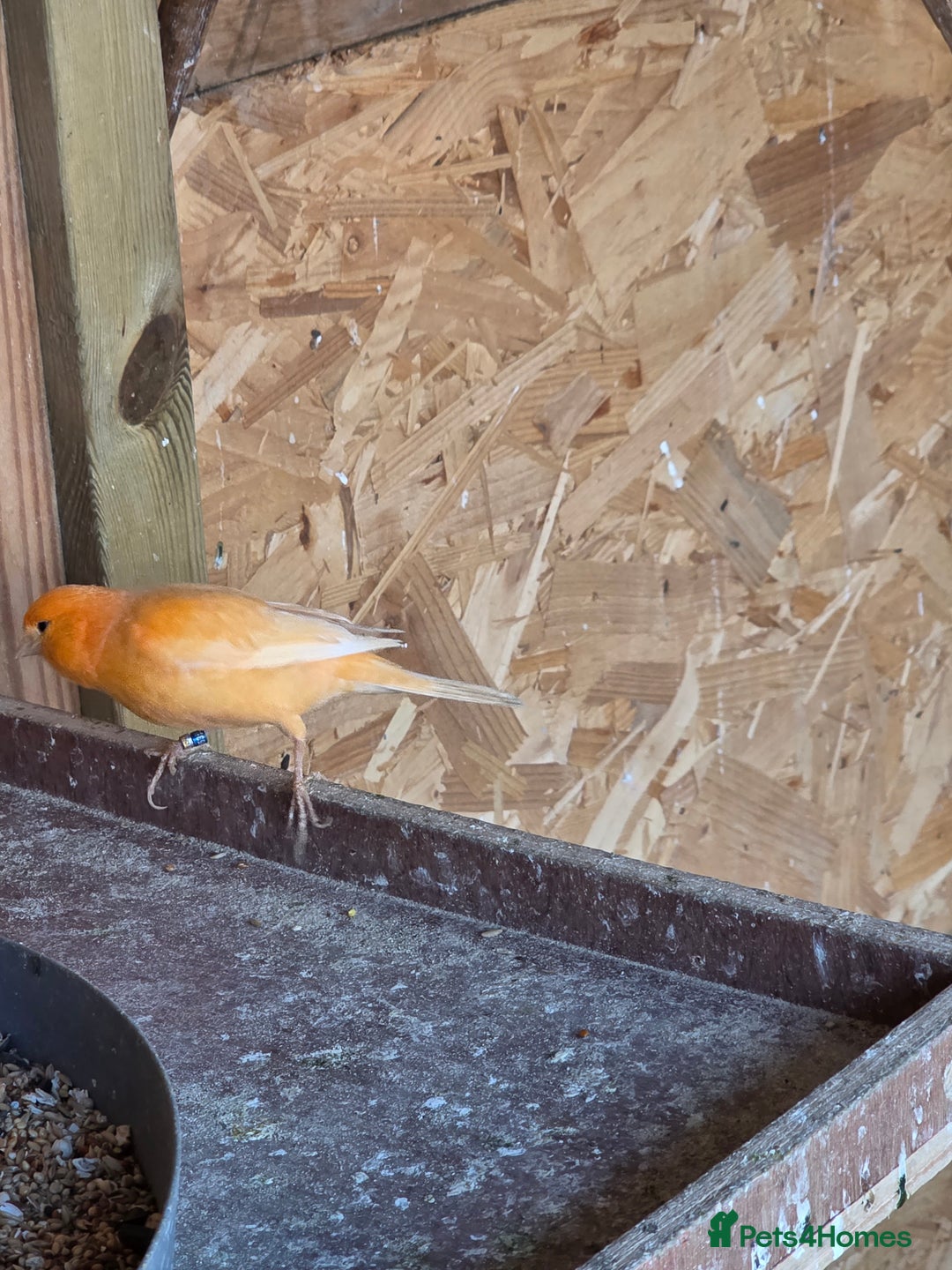 Canaries birds for sale: Canary - Advert 4