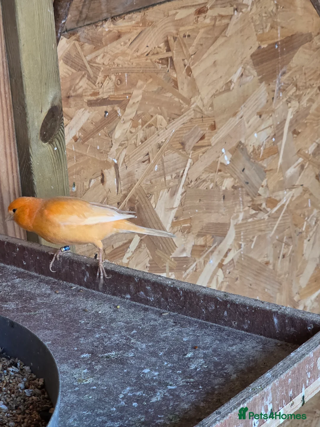 Canaries birds for sale: Canary - Advert 4