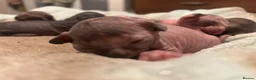 Sphynx cats for sale: Beautiful sphynx babies  - Advert 14