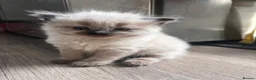 Ragdoll cats for sale: 2 beautiful ragdolls ready for their forever home - Advert 11
