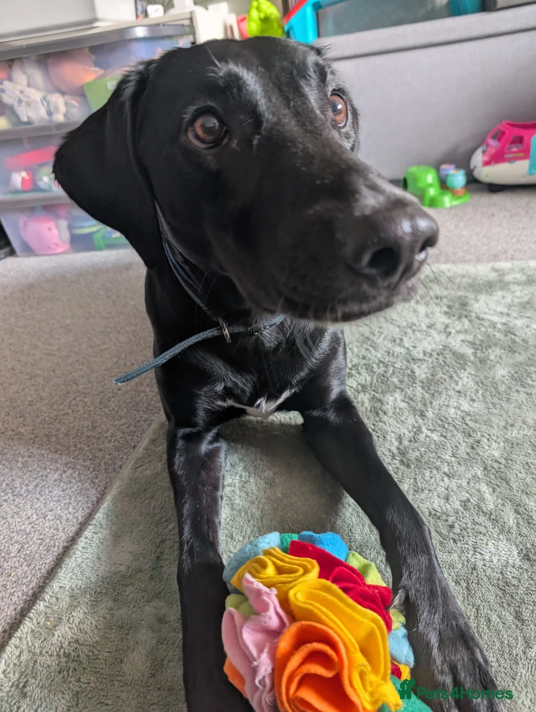 Mixed Breed dogs for sale: Lurcher Labrador Cross for Sale in Ipswich - Advert 4