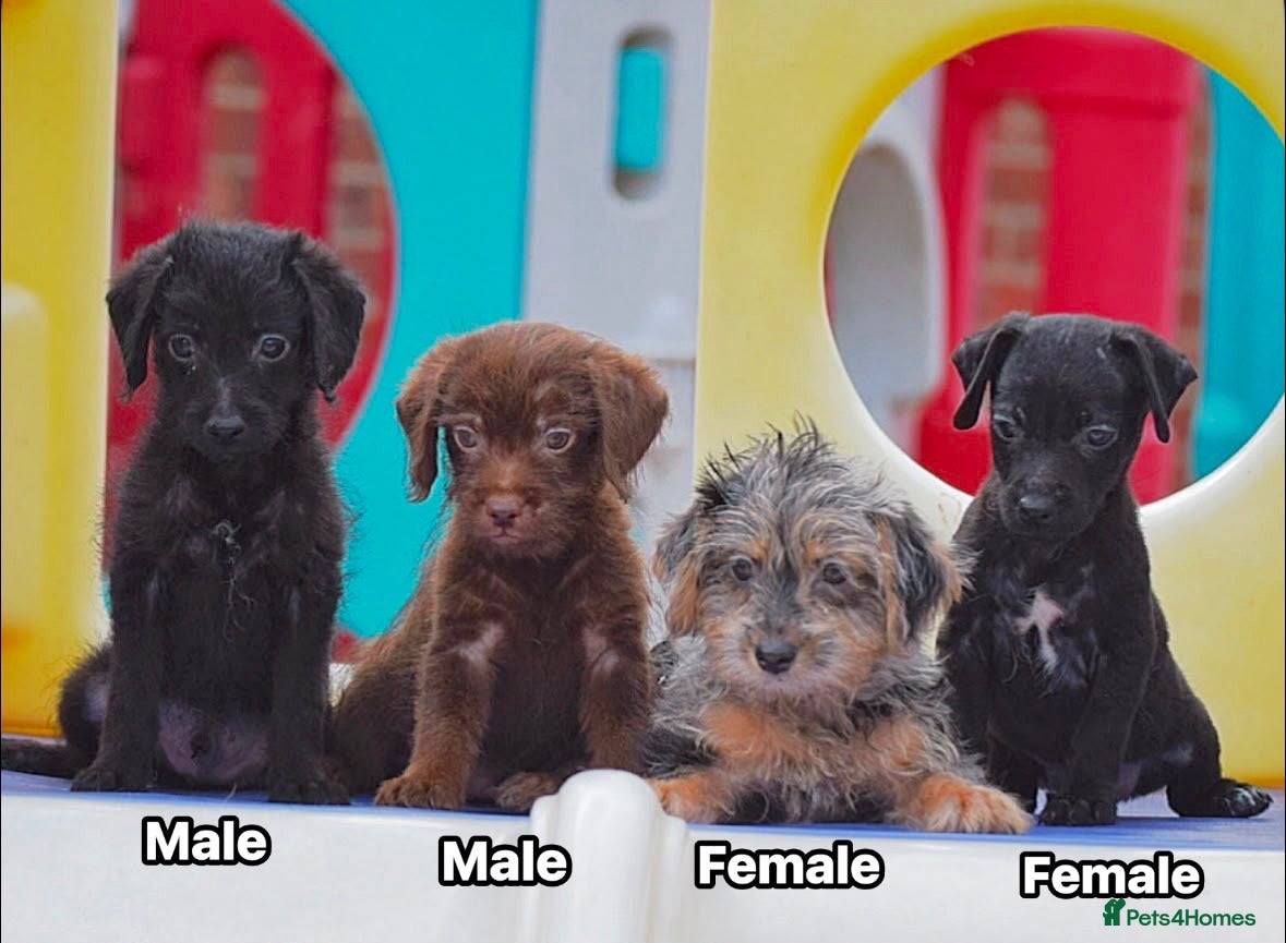 Mixed Breed dogs Patterpoo puppies cute, fun, happy, healthy  - Advert 5