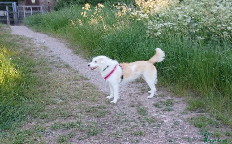 Mixed Breed dogs - Advert 1