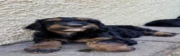 Bernedoodle dogs for sale: 2nd generation phantom female left. - Advert 1