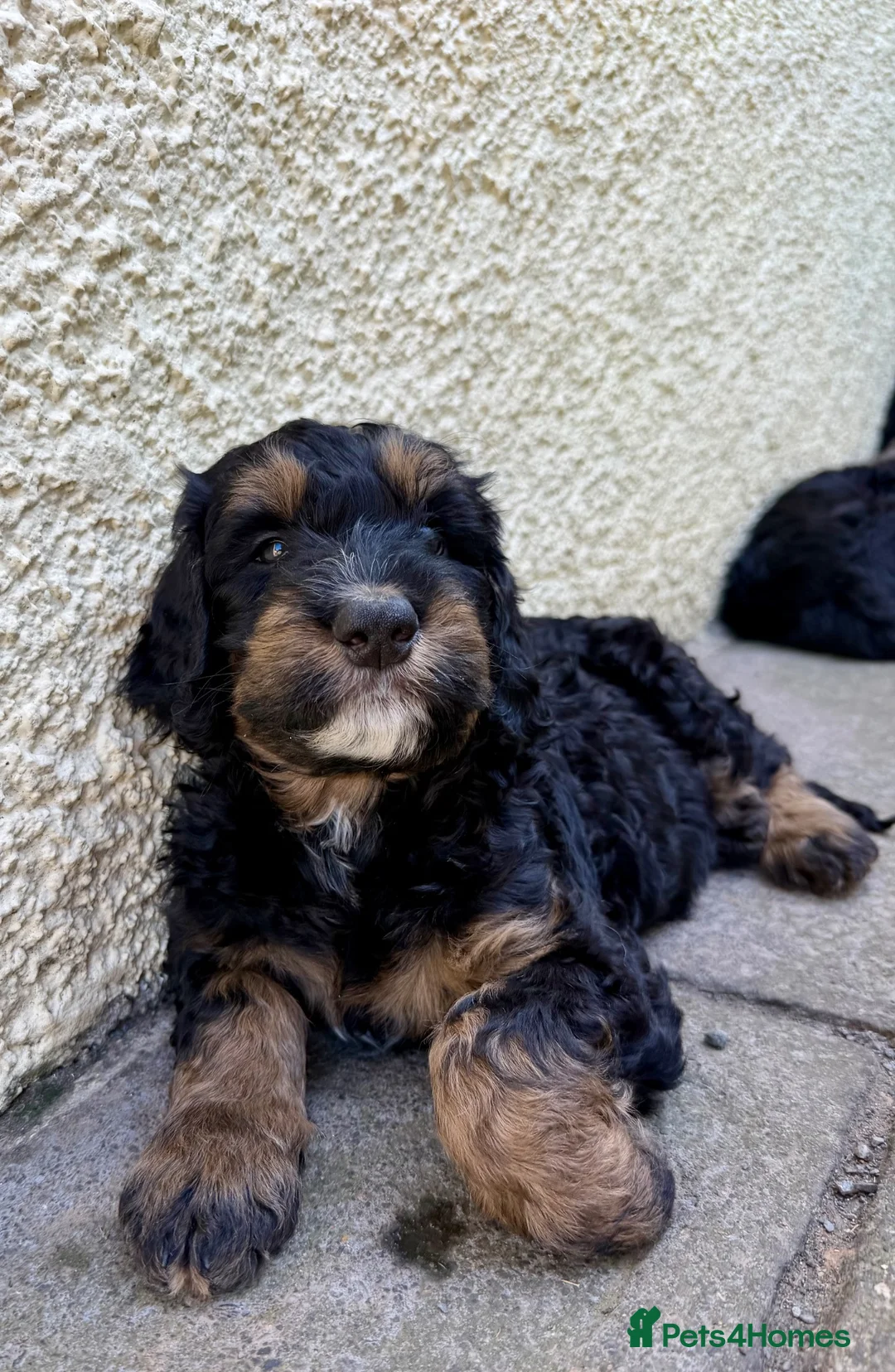 Bernedoodle dogs for sale: 2nd generation phantom female left. - Advert 1