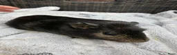 Guinea Pig rodents for sale: Baby guinea pigs - Advert 2