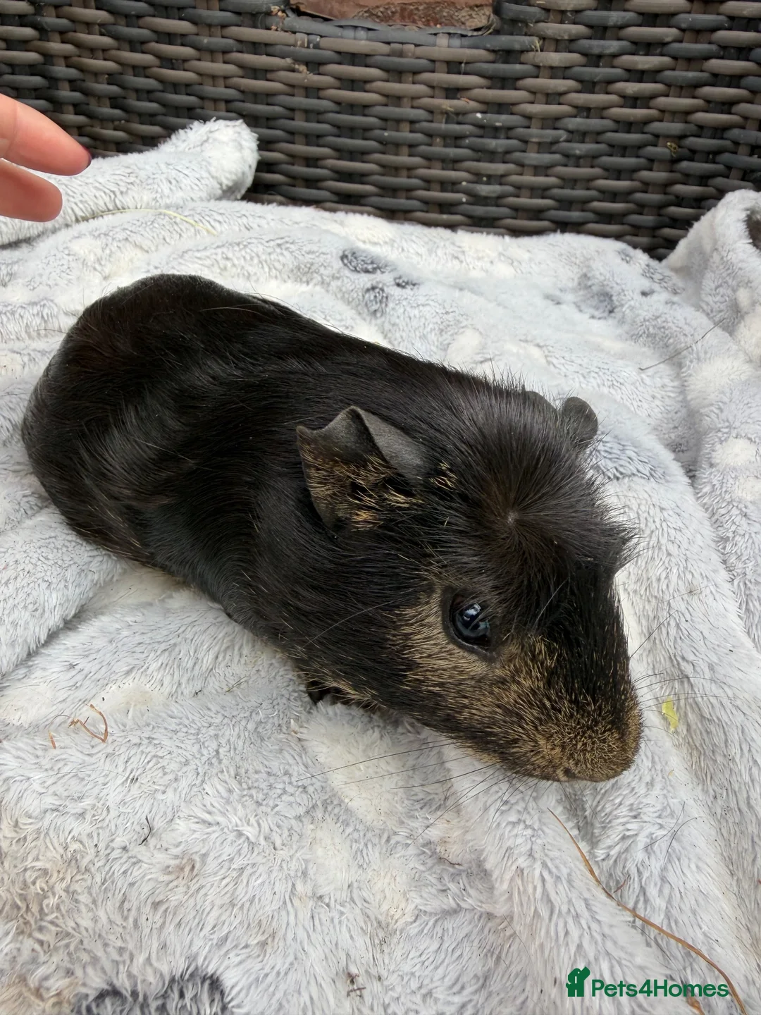 Guinea Pig rodents for sale: Baby guinea pigs - Advert 2